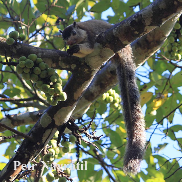 sri lanka 16