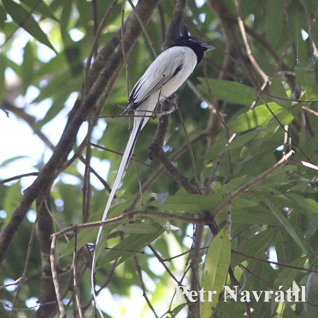 sri lanka 17