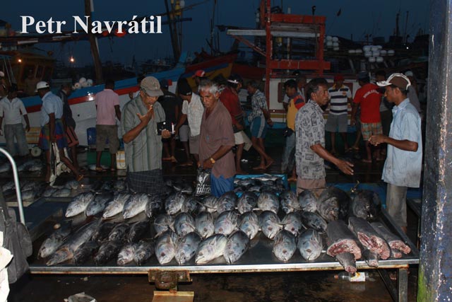 sri lanka 27