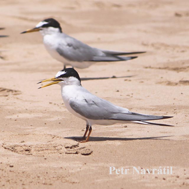 sri lanka 32