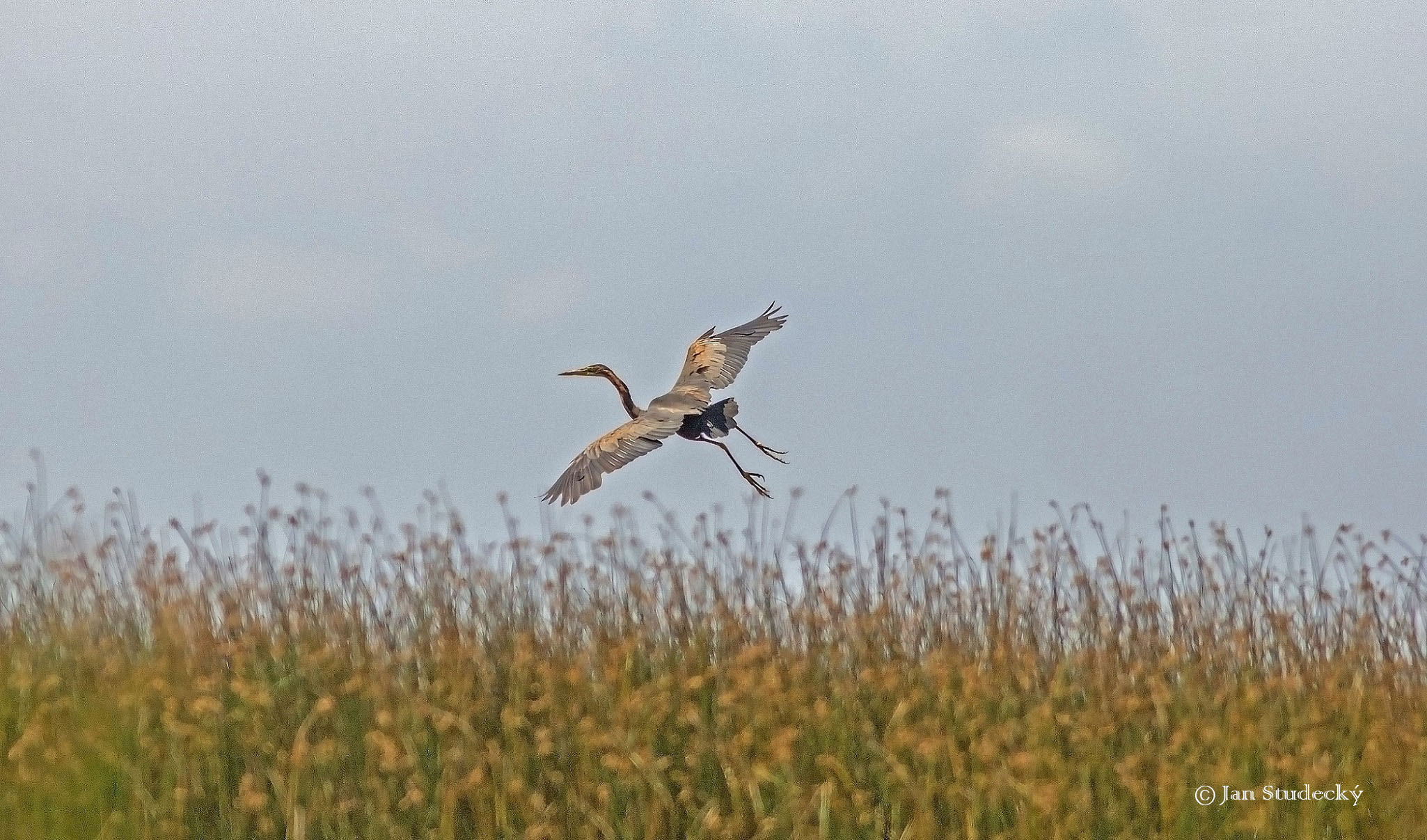 Ardea purpurea V.Blato