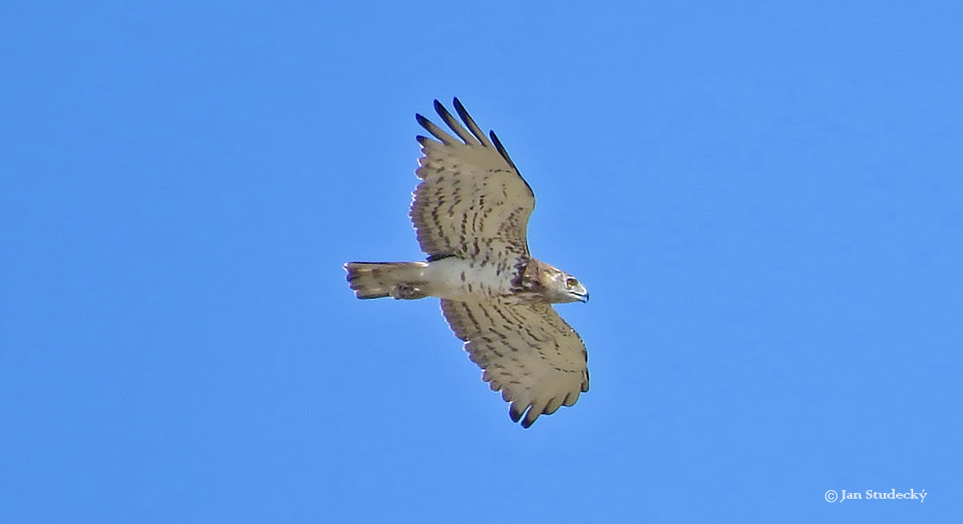 Circaetus gallicus V.Blato