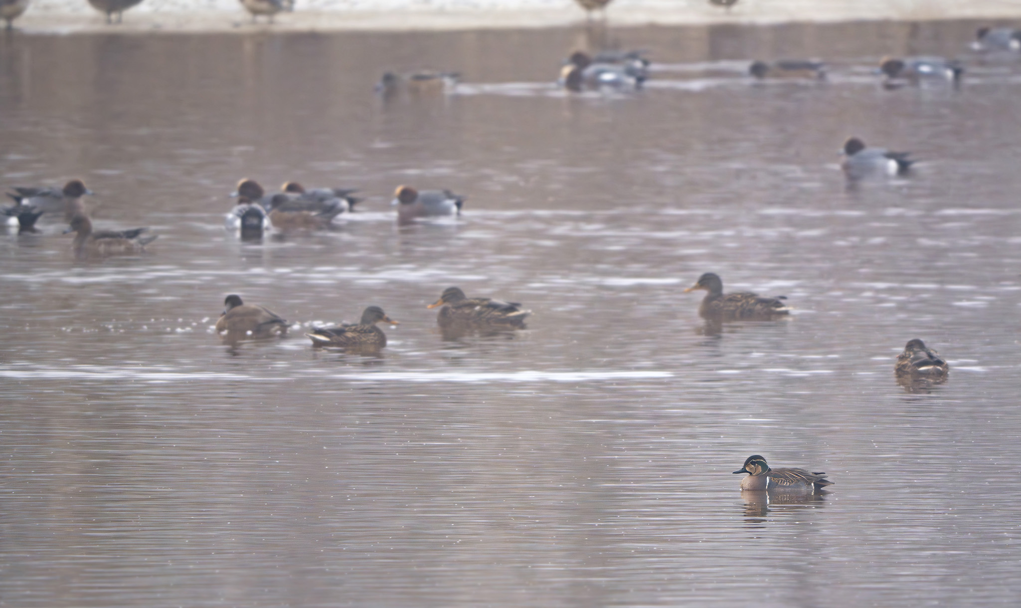 čírka sibiřská 3